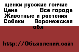 щенки русские гончие › Цена ­ 4 000 - Все города Животные и растения » Собаки   . Воронежская обл.